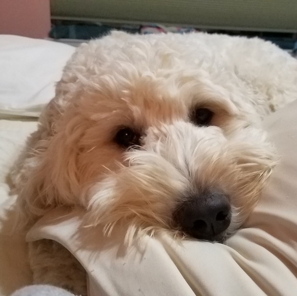 Meet your Posher, Debbi - Picture 5 of 6